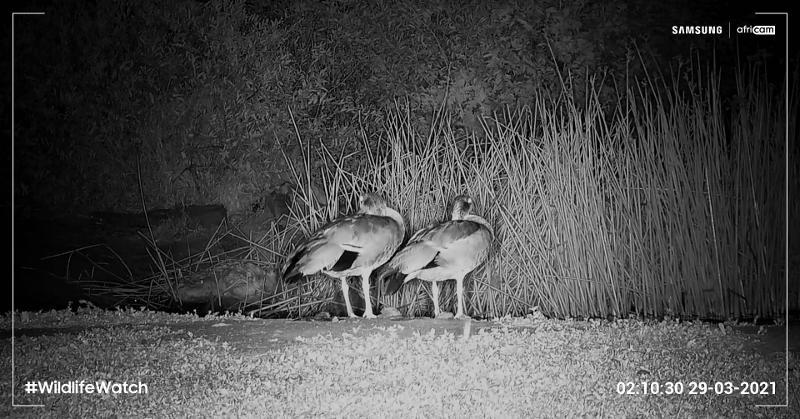 011_samsung_wildlife_camera-1.jpg