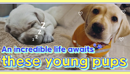01_life_of_a_guide_dog_message.zip