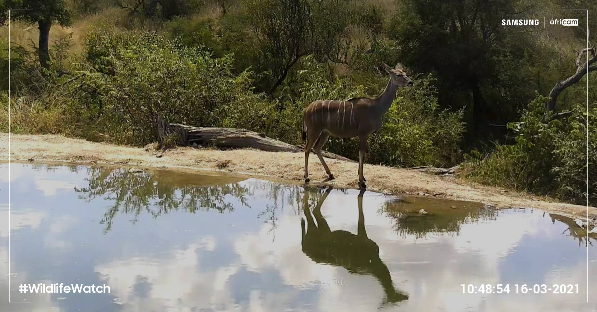 Wildlife Watch images taken with Galaxy S20 FE