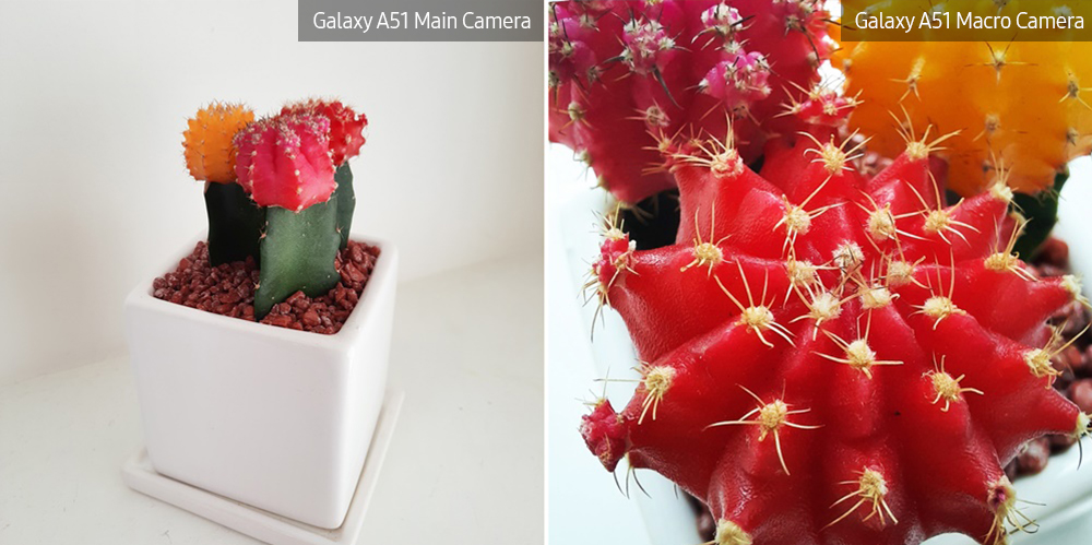 galaxy a51 macro lens plant